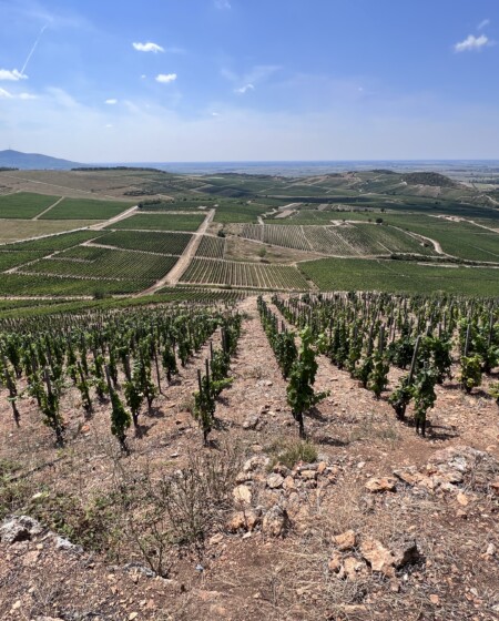 Tokaj widok na winnicę